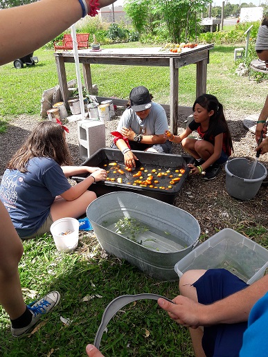 Living Local campers harvesting at the learning garden